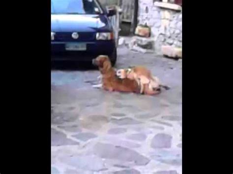 video di sesso con animali